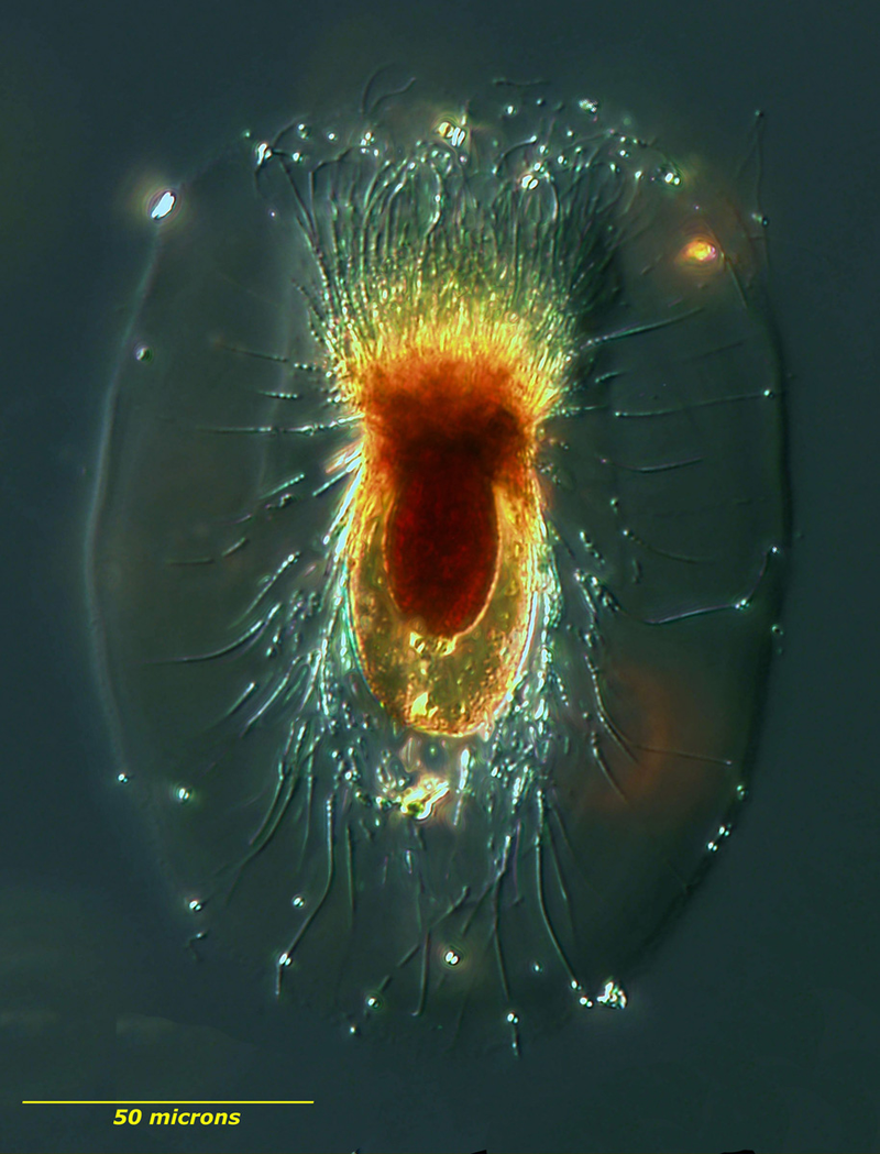 Illustration for article titled These nearly-invisible sea creatures fill the oceans with stellar beauty